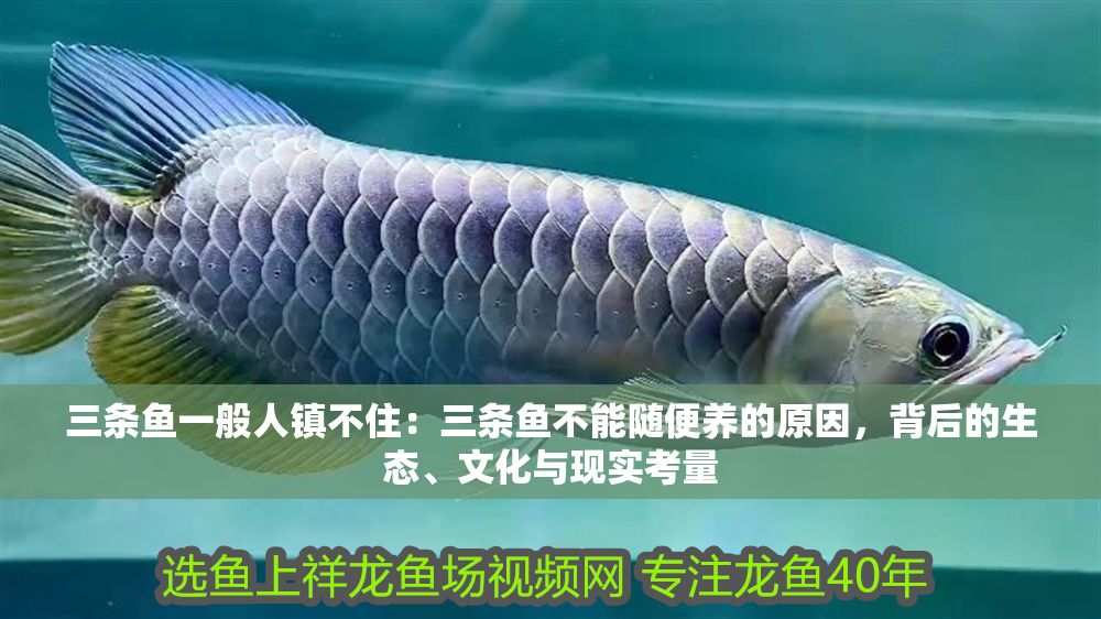 三條魚一般人鎮(zhèn)不住：三條魚不能隨便養(yǎng)的原因，背后的生態(tài)、文化與現(xiàn)實考量