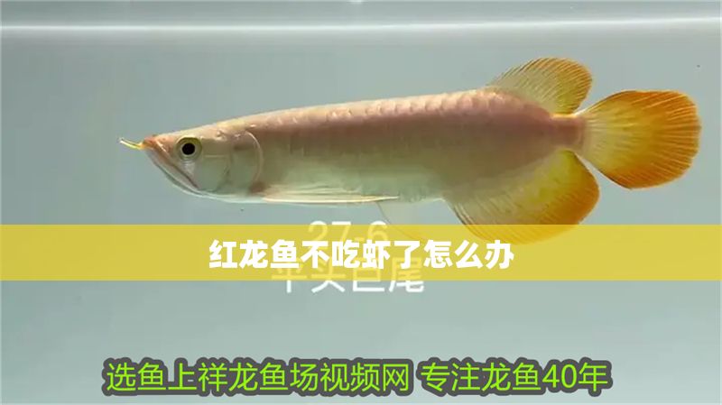 紅龍魚不吃蝦了怎么辦