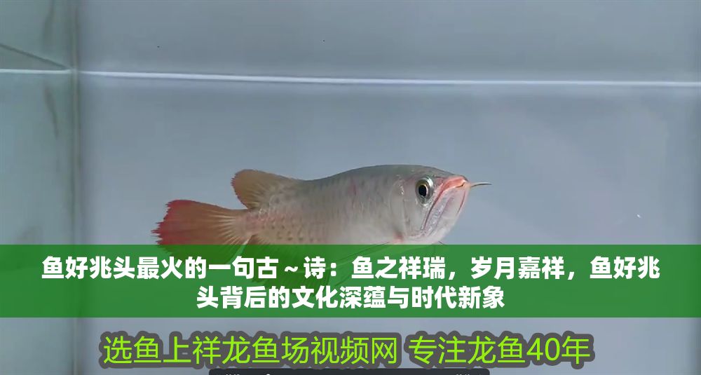 魚好兆頭最火的一句古～詩：魚之祥瑞，歲月嘉祥，魚好兆頭背后的文化深蘊與時代新象