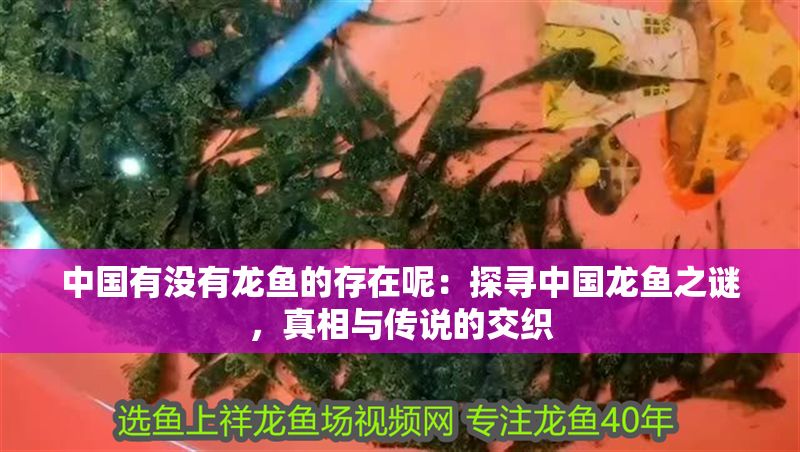 中國有沒有龍魚的存在呢：探尋中國龍魚之謎，真相與傳說的交織