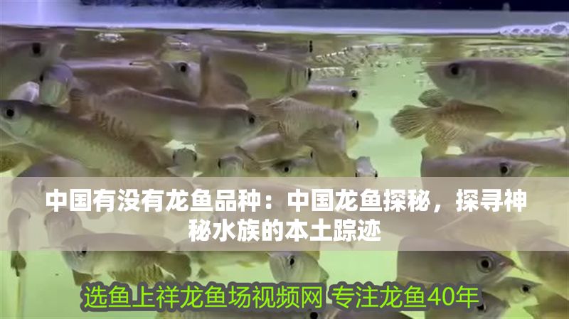中國有沒有龍魚品種：中國龍魚探秘，探尋神秘水族的本土蹤跡
