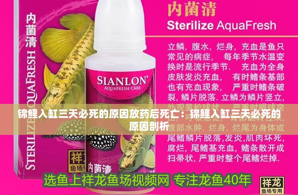 詳細閱讀:錦鯉入缸三天必死的原因放藥后死亡:錦鯉入缸三天必死的原因剖析 錦鯉入缸三天必死的原因放藥后死亡:錦鯉入缸三天必死的原因剖析