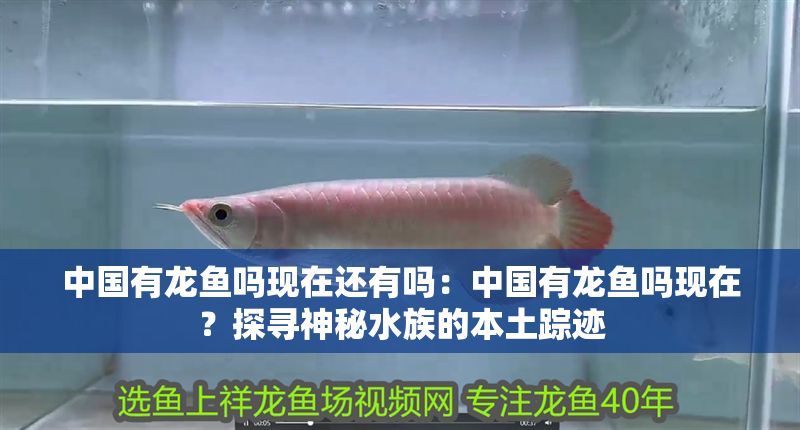 中國有龍魚嗎現在還有嗎：中國有龍魚嗎現在？探尋神秘水族的本土蹤跡