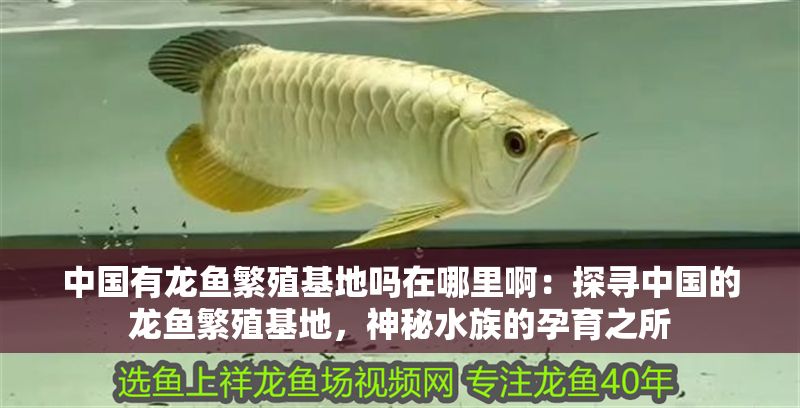 中國(guó)有龍魚(yú)繁殖基地嗎在哪里啊：探尋中國(guó)的龍魚(yú)繁殖基地，神秘水族的孕育之所