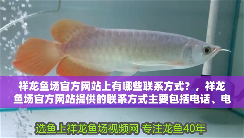 祥龍魚場官方網站上有哪些聯系方式？，祥龍魚場官方網站提供的聯系方式主要包括電話、電子郵箱及地址信息 祥龍魚場官方網站上有哪些聯系方式？，祥龍魚場官方網站提供的聯系方式主要包括電話、電子郵箱及地址信息 龍魚百科