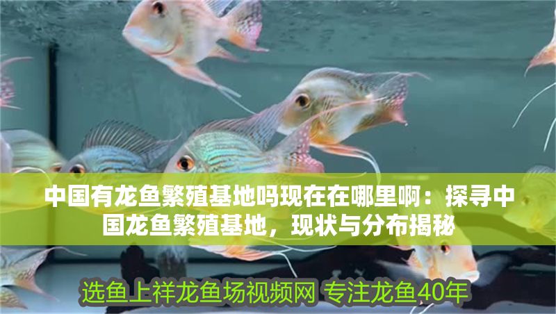 中國有龍魚繁殖基地嗎現在在哪里?。禾綄ぶ袊堲~繁殖基地，現狀與分布揭秘