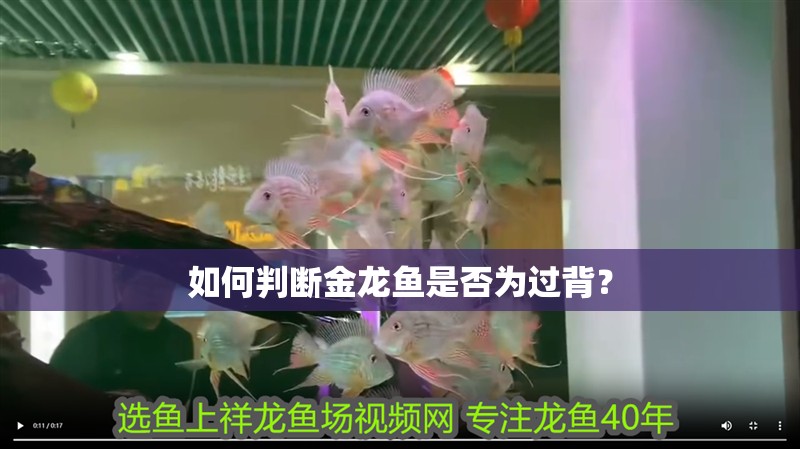 如何判斷金龍魚是否為過背？ 如何判斷金龍魚是否為過背？ 水族問答