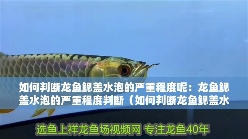 如何判斷龍魚鰓蓋水泡的嚴重程度呢：龍魚鰓蓋水泡的嚴重程度判斷（如何判斷龍魚鰓蓋水泡嚴重程度） 如何判斷龍魚鰓蓋水泡的嚴重程度呢：龍魚鰓蓋水泡的嚴重程度判斷（如何判斷龍魚鰓蓋水泡嚴重程度） 水族問答