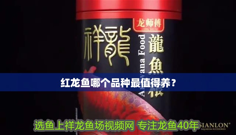 紅龍魚哪個(gè)品種最值得養(yǎng)？