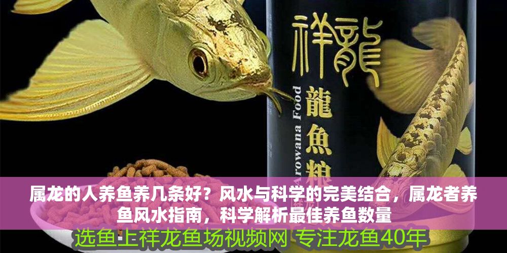 屬龍的人養(yǎng)魚養(yǎng)幾條好？風水與科學(xué)的完美結(jié)合，屬龍者養(yǎng)魚風水指南，科學(xué)解析最佳養(yǎng)魚數(shù)量 屬龍的人養(yǎng)魚養(yǎng)幾條好？風水與科學(xué)的完美結(jié)合，屬龍者養(yǎng)魚風水指南，科學(xué)解析最佳養(yǎng)魚數(shù)量 龍魚百科 第1張