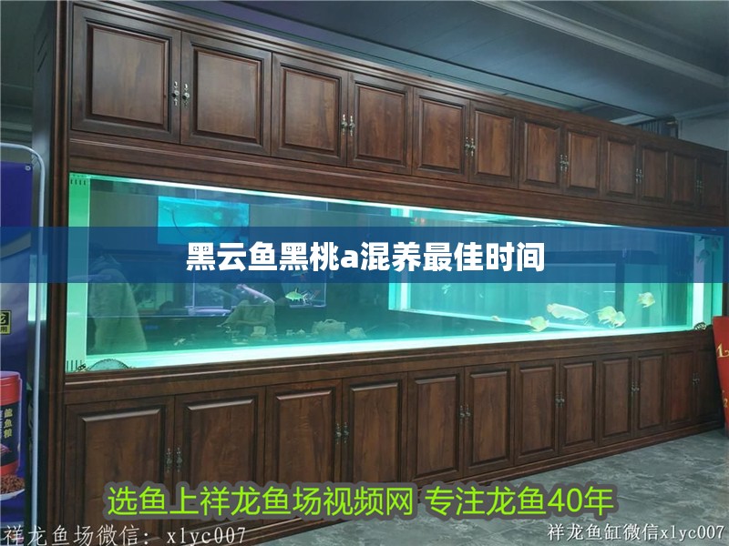 魚缸用增氧泵價格是多少:魚缸增氧機-xtrac增氧機-xtrac增氧機 黑云魚黑桃a混養最佳時間 龍魚論壇 黑云魚黑桃a混養最佳時間 黑云魚黑桃a混養最佳時間 龍魚論壇