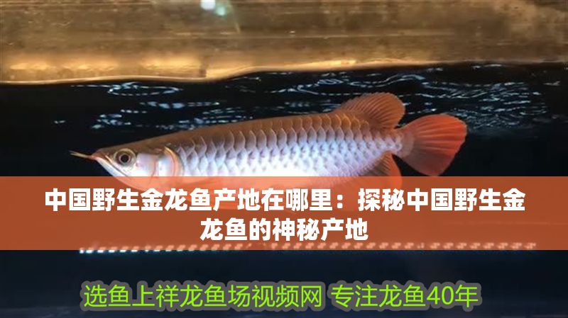 中國野生金龍魚產地在哪里：探秘中國野生金龍魚的神秘產地