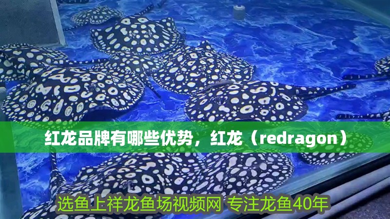 紅龍品牌有哪些優勢，紅龍（redragon） 紅龍品牌有哪些優勢，紅龍（redragon） 龍魚百科