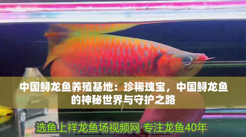 中國鱘龍魚養(yǎng)殖基地：珍稀瑰寶，中國鱘龍魚的神秘世界與守護(hù)之路