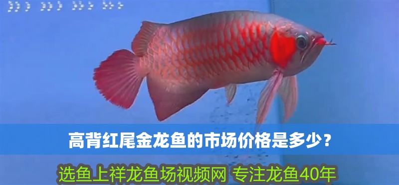 高背紅尾金龍魚的市場價格是多少？