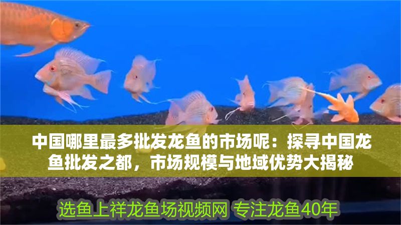 中國哪里最多批發龍魚的市場呢：探尋中國龍魚批發之都，市場規模與地域優勢大揭秘