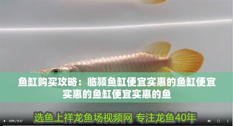 魚缸購買攻略：臨潁魚缸便宜實惠的魚缸便宜實惠的魚缸便宜實惠的魚 魚缸購買攻略：臨潁魚缸便宜實惠的魚缸便宜實惠的魚缸便宜實惠的魚 魚缸百科