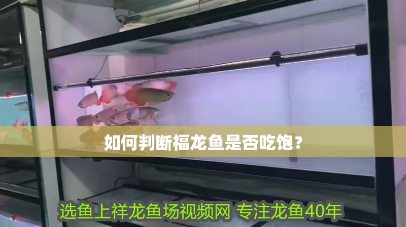 我的虎魚真菌感染了要怎么處理 如何判斷福龍魚是否吃飽? 水族問答 如何判斷福龍魚是否吃飽? 如何判斷福龍魚是否吃飽? 水族問答