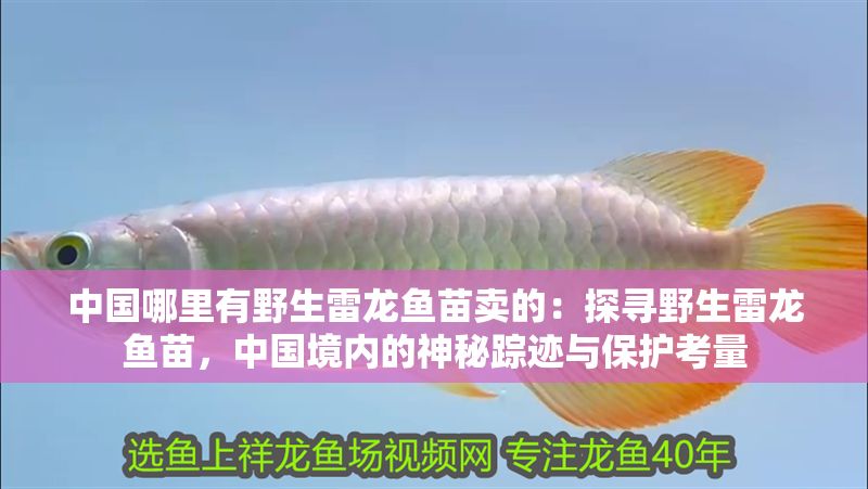 中國哪里有野生雷龍魚苗賣的：探尋野生雷龍魚苗，中國境內的神秘蹤跡與保護考量
