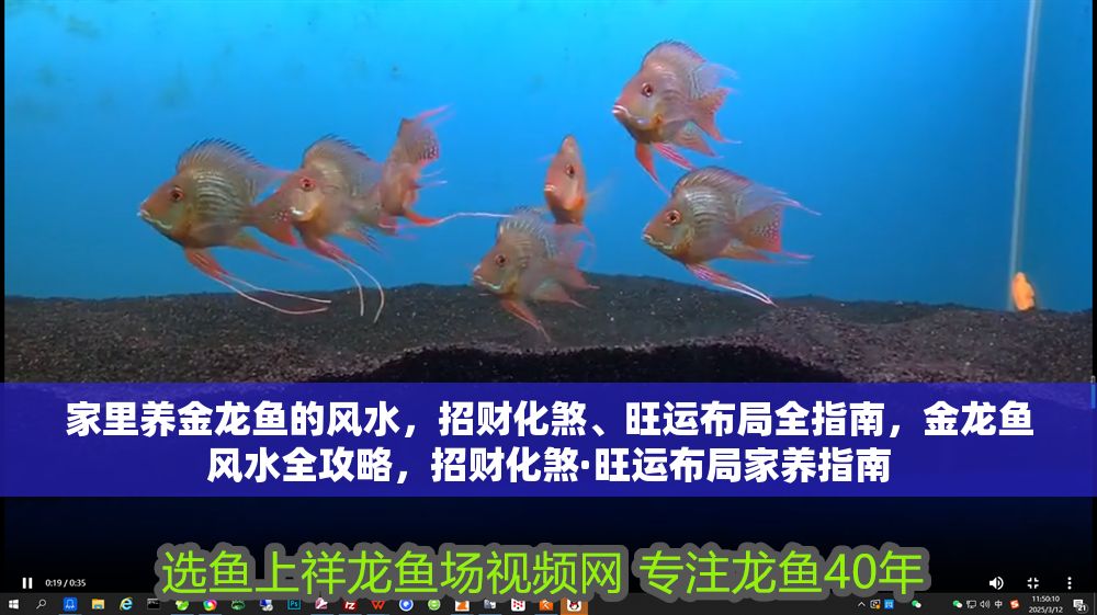 家里養金龍魚的風水，招財化煞、旺運布局全指南，金龍魚風水全攻略，招財化煞·旺運布局家養指南