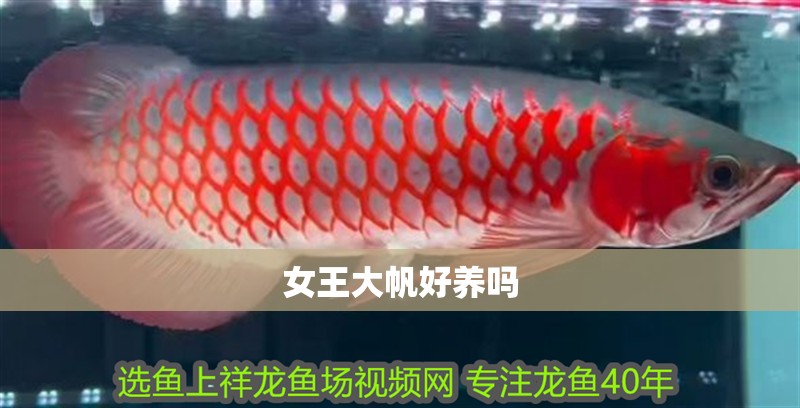 女王大帆好養嗎 女王大帆好養嗎 龍魚論壇