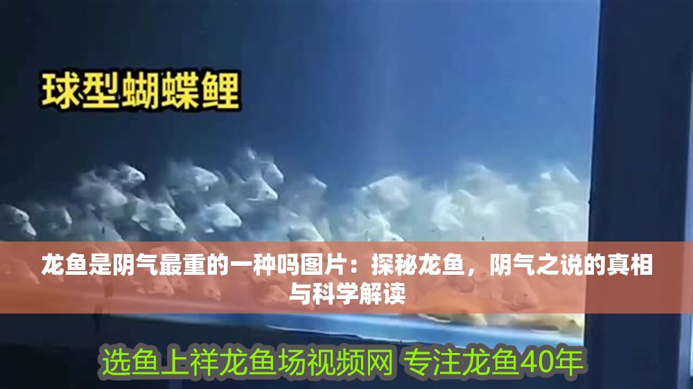 龍魚是陰氣最重的一種嗎圖片：探秘龍魚，陰氣之說的真相與科學解讀