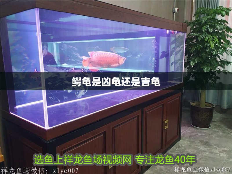 鱷龜是兇龜還是吉龜