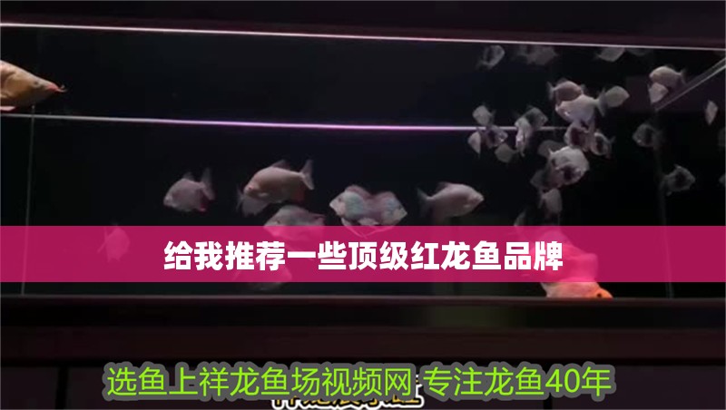 給我推薦一些頂級紅龍魚品牌 給我推薦一些頂級紅龍魚品牌 水族問答