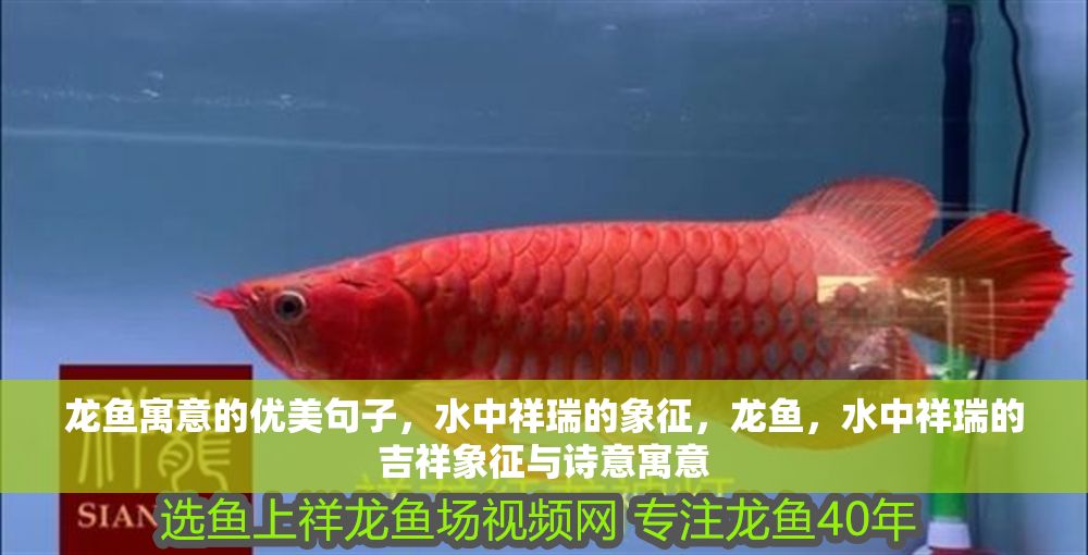 龍魚寓意的優美句子，水中祥瑞的象征，龍魚，水中祥瑞的吉祥象征與詩意寓意