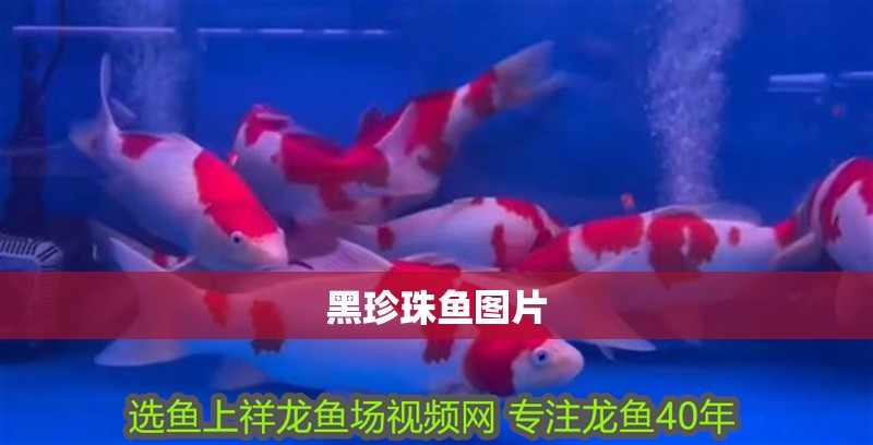 黑珍珠魚圖片 黑珍珠魚圖片 龍魚論壇