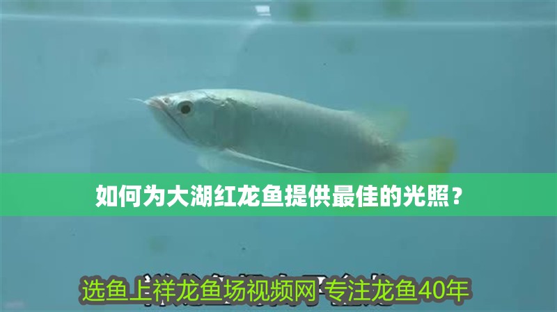 如何為大湖紅龍魚提供最佳的光照？