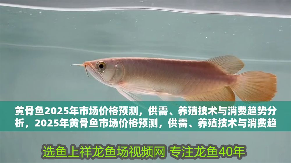 黃骨魚2025年市場價格預(yù)測，供需、養(yǎng)殖技術(shù)與消費趨勢分析，2025年黃骨魚市場價格預(yù)測，供需、養(yǎng)殖技術(shù)與消費趨勢全面分析