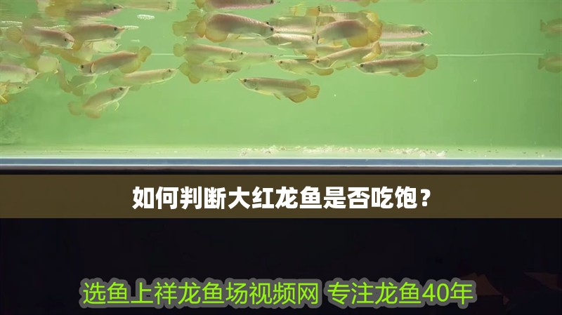 鸚鵡魚和銀龍魚混養怎樣喂食 如何判斷大紅龍魚是否吃飽? 水族問答 如何判斷大紅龍魚是否吃飽? 如何判斷大紅龍魚是否吃飽? 水族問答
