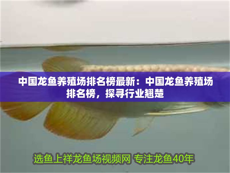 中國龍魚養(yǎng)殖場排名榜最新：中國龍魚養(yǎng)殖場排名榜，探尋行業(yè)翹楚