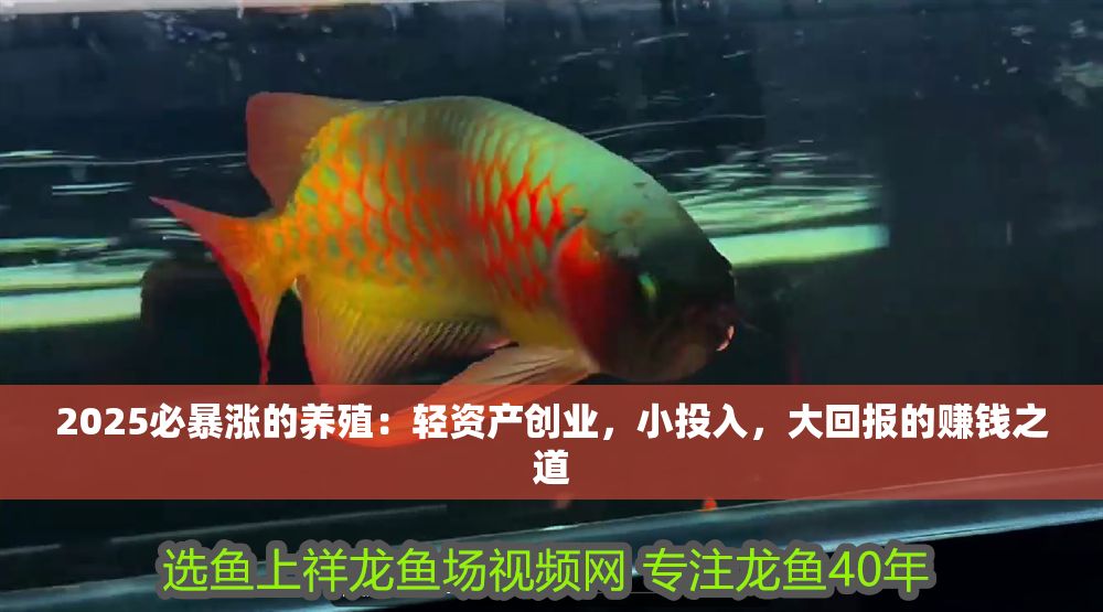 2025必暴漲的養殖：輕資產創業，小投入，大回報的賺錢之道