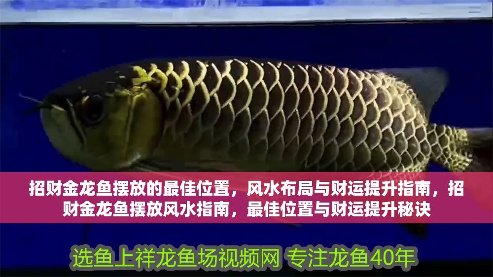 招財(cái)金龍魚擺放的最佳位置，風(fēng)水布局與財(cái)運(yùn)提升指南，招財(cái)金龍魚擺放風(fēng)水指南，最佳位置與財(cái)運(yùn)提升秘訣
