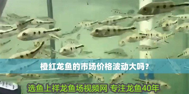 橙紅龍魚的市場價格波動大嗎？