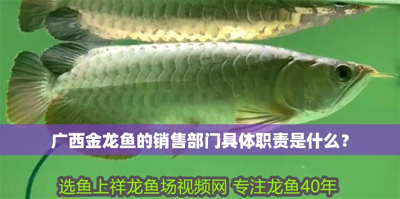 廣西金龍魚的銷售部門具體職責(zé)是什么？
