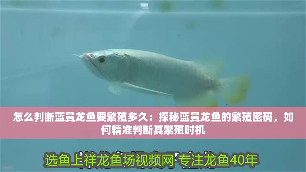 詳細閱讀:怎么判斷藍曼龍魚要繁殖多久:探秘藍曼龍魚的繁殖密碼,如何精準判斷其繁殖時機 怎么判斷藍曼龍魚要繁殖多久:探秘藍曼龍魚的繁殖密碼,如何精準判斷其繁殖時機