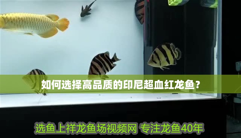 如何選擇高品質(zhì)的印尼超血紅龍魚(yú)？