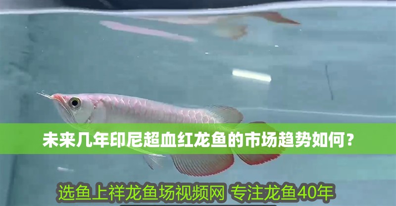 未來幾年印尼超血紅龍魚的市場趨勢如何？
