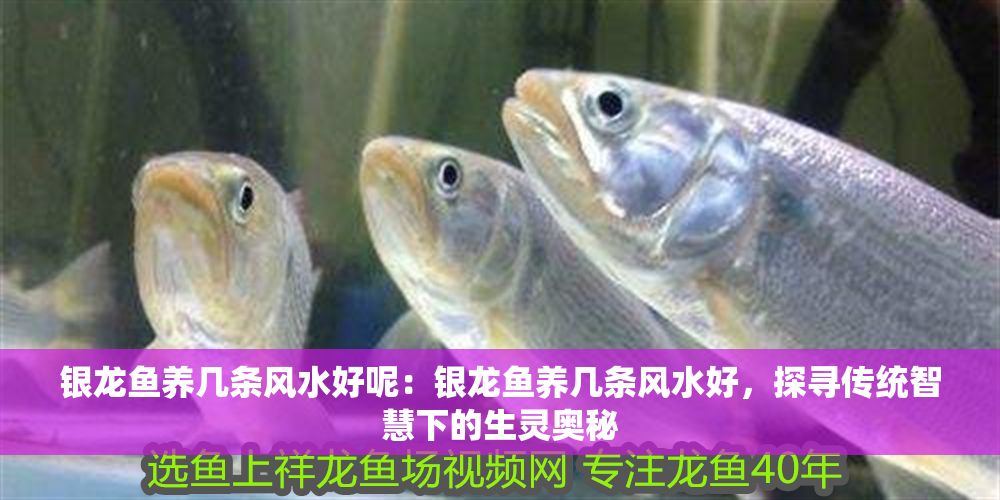 銀龍魚養幾條風水好呢：銀龍魚養幾條風水好，探尋傳統智慧下的生靈奧秘