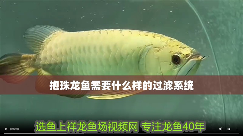 抱珠龍魚需要什么樣的過濾系統