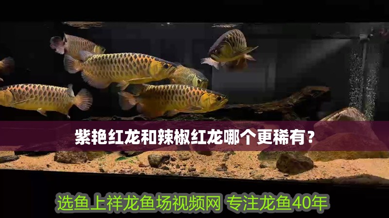 紫艷紅龍和辣椒紅龍哪個更稀有？