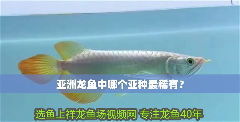 亞洲龍魚中哪個亞種最稀有？