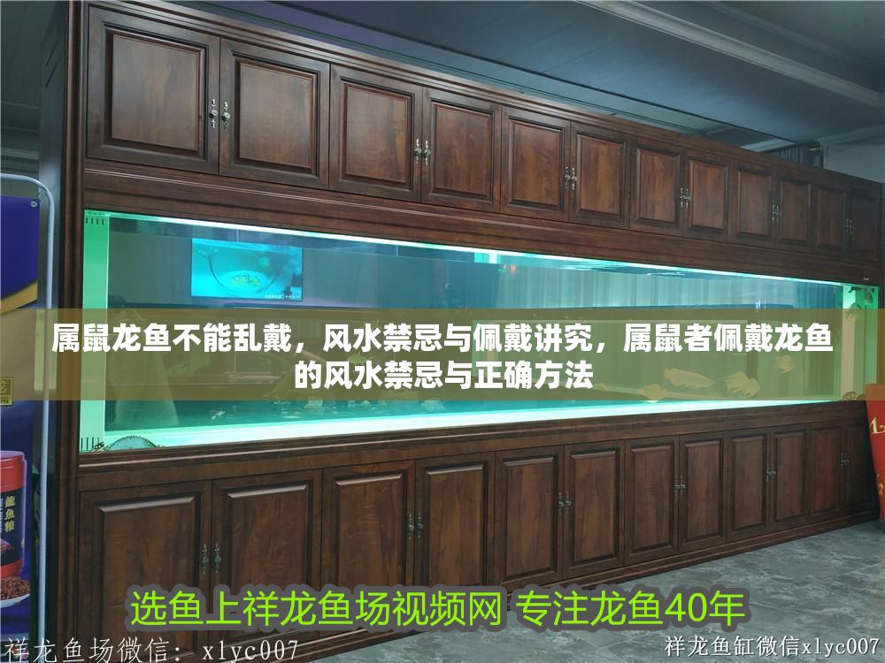 屬鼠龍魚不能亂戴，風水禁忌與佩戴講究，屬鼠者佩戴龍魚的風水禁忌與正確方法