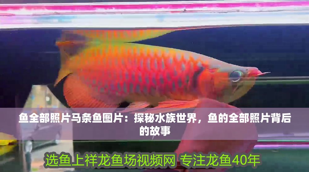 魚全部照片馬條魚圖片：探秘水族世界，魚的全部照片背后的故事