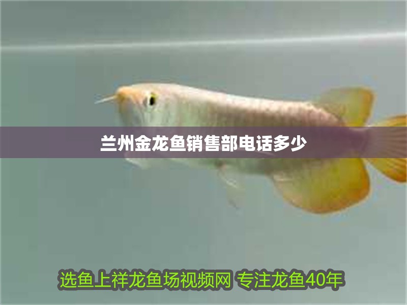 蘭州金龍魚銷售部電話多少