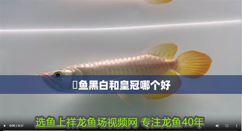 魟魚黑白和皇冠哪個好