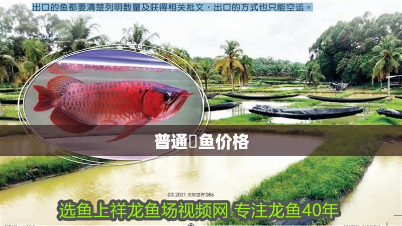 普通魟魚價格